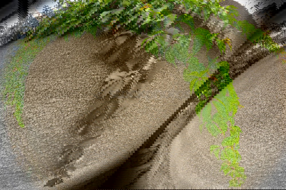 Similar – Image, Stock Photo even in strange courtyards…