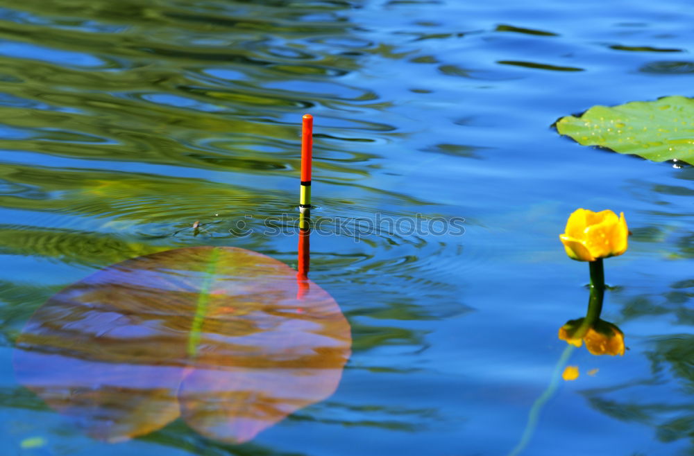 Similar – Gras und Tau Wiese Morgen