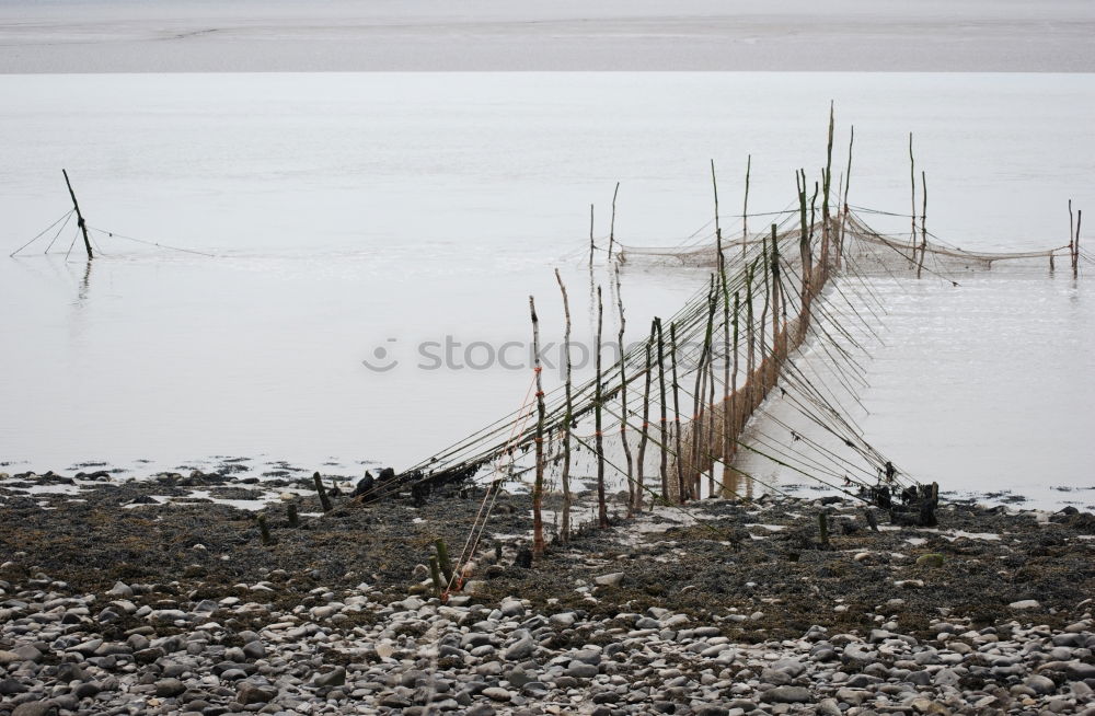 Similar – Kind mit Hund an der Nordsee