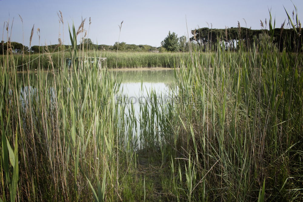 Similar – green lake Summer Nature