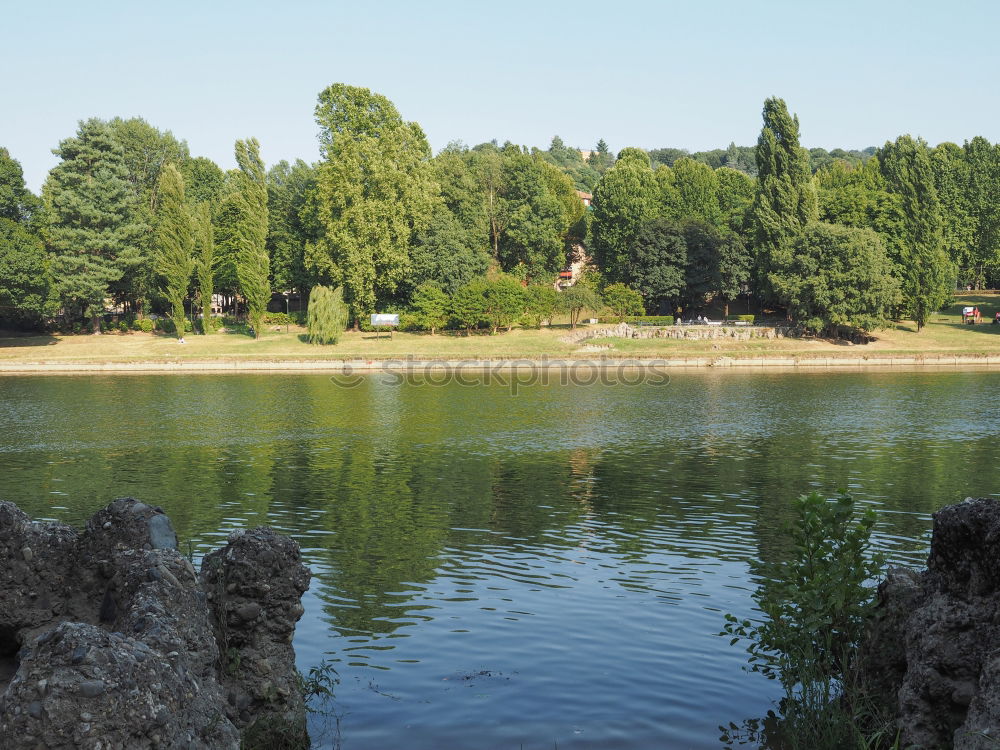 Similar – Mettnau Lake Common Reed