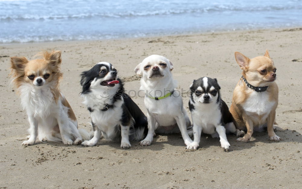 Similar – Dogs running near waving sea