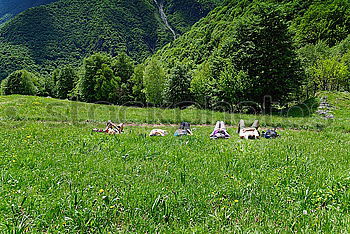 Similar – happy lovers on Holiday in the alps mountains