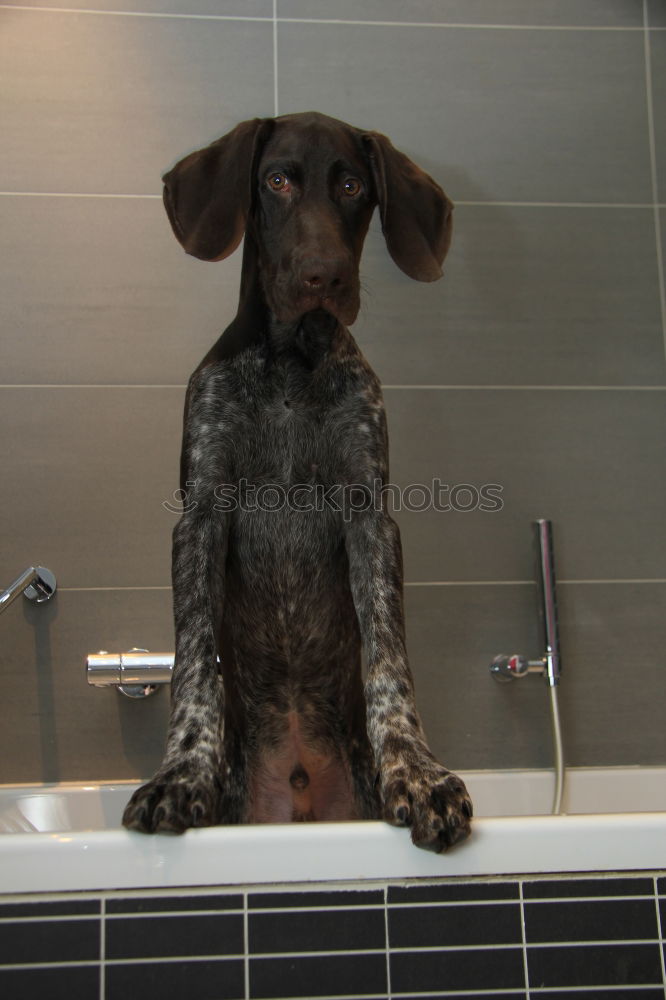 Similar – Wet dog Dog Bathtub Eyes