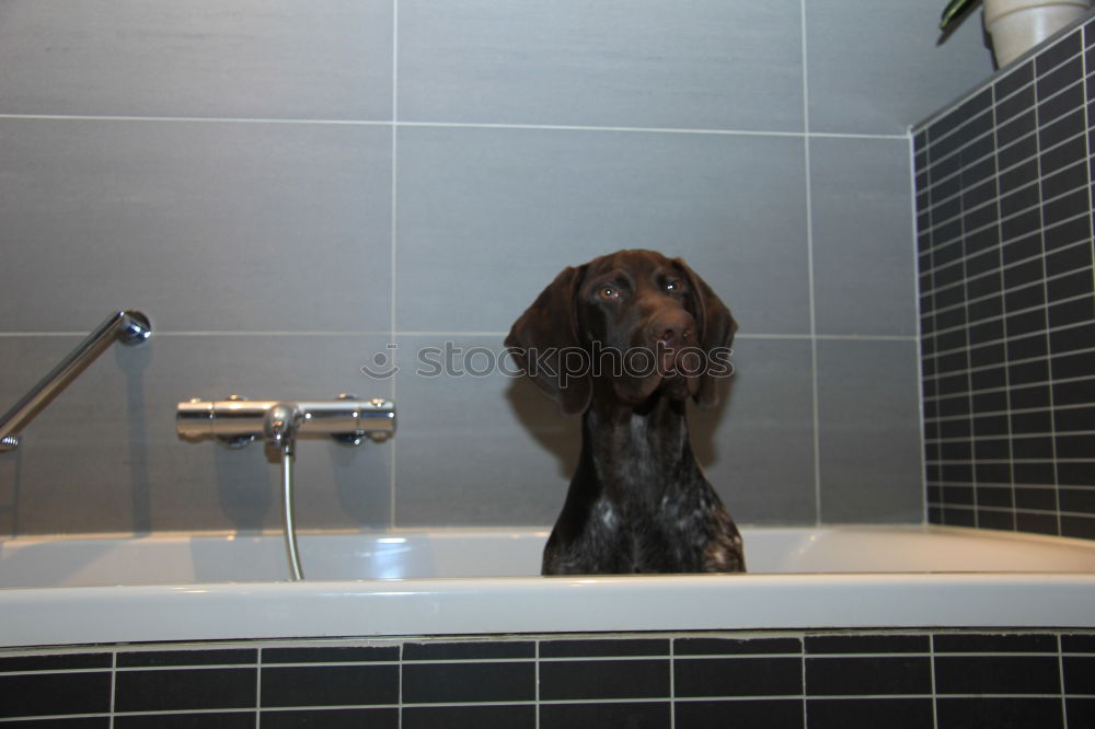 Similar – Wet dog Dog Bathtub Eyes