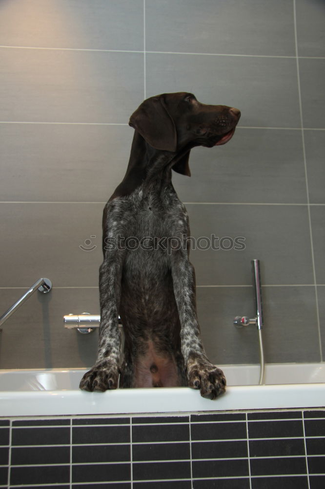 Similar – Wet dog Dog Bathtub Eyes