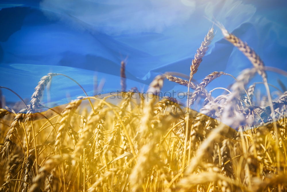 Similar – Image, Stock Photo Grass in blue Flower Green