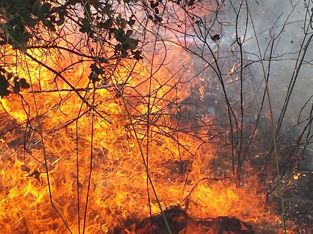 Similar – Image, Stock Photo Forest fire