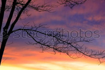 Similar – Good night. Tree Sunset