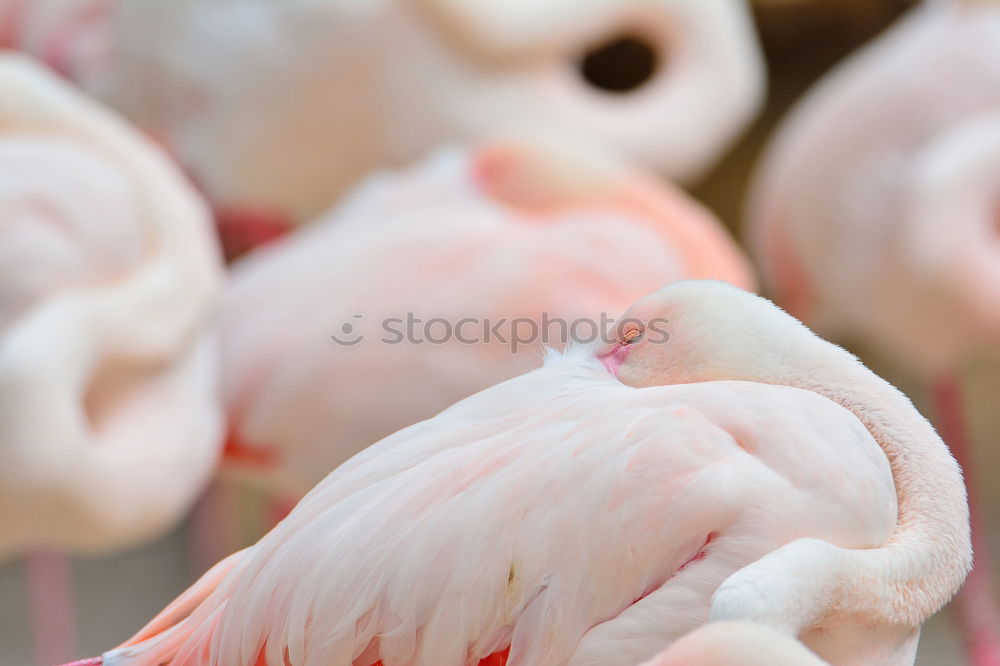 Similar – Image, Stock Photo weird bird Zoo Animal Sky