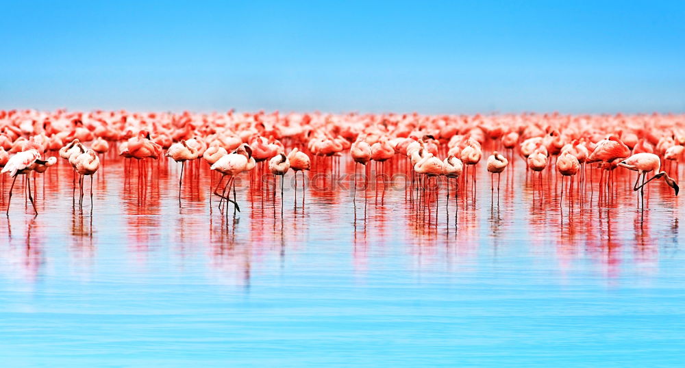 Similar – Image, Stock Photo greater flamingos Animal