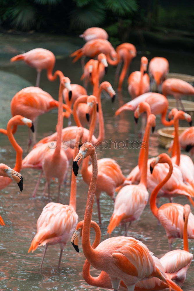 greater flamingos Animal