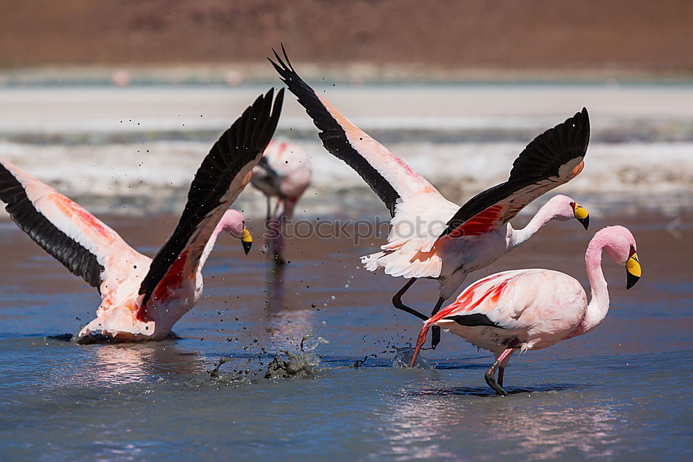 Similar – Image, Stock Photo greater flamingos Animal