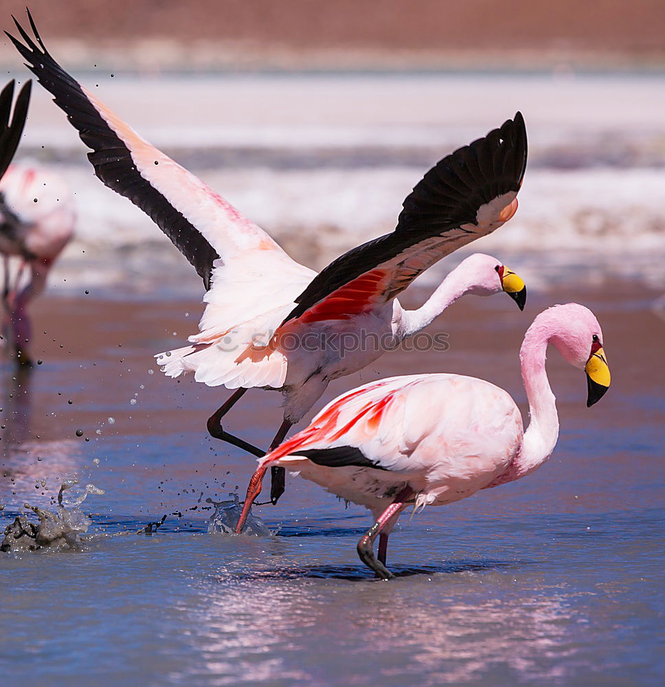 Similar – Flamingo with spread wings