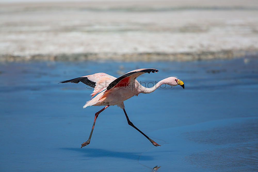 Flamingo with spread wings