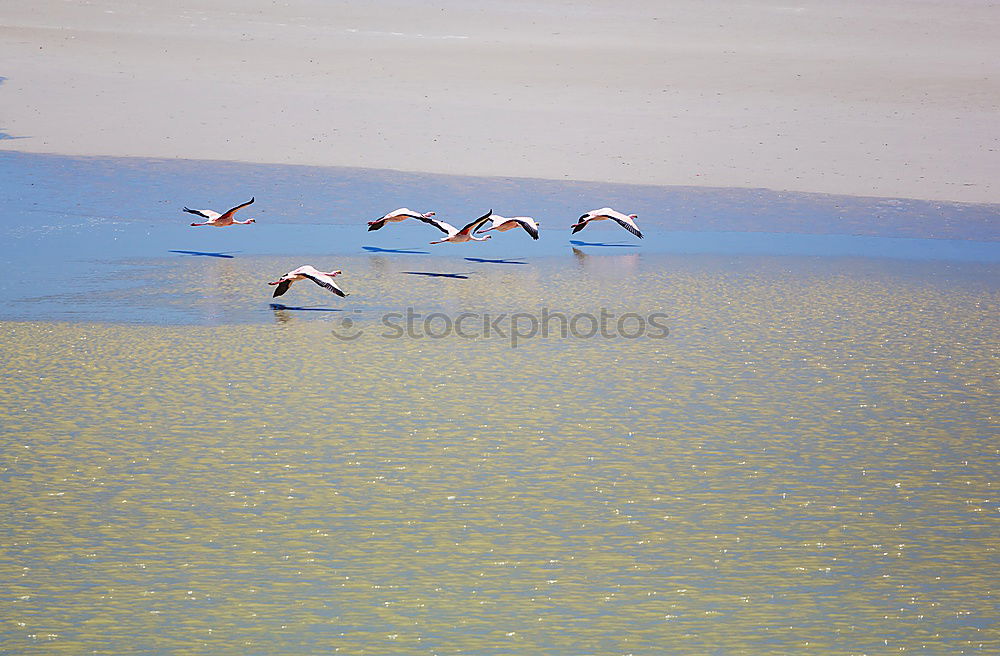 Similar – Vogel-Strauß-Nachahmer