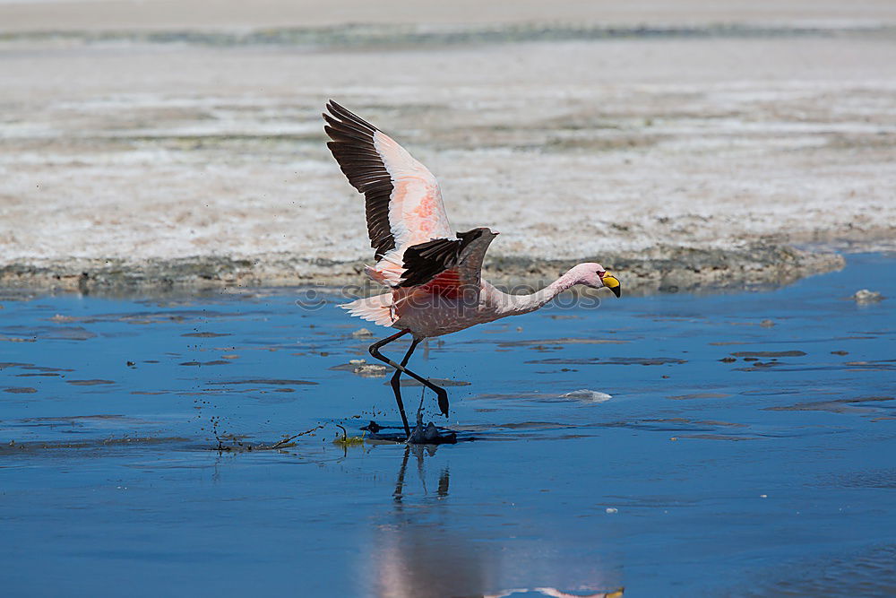 Similar – Image, Stock Photo greater flamingos Animal