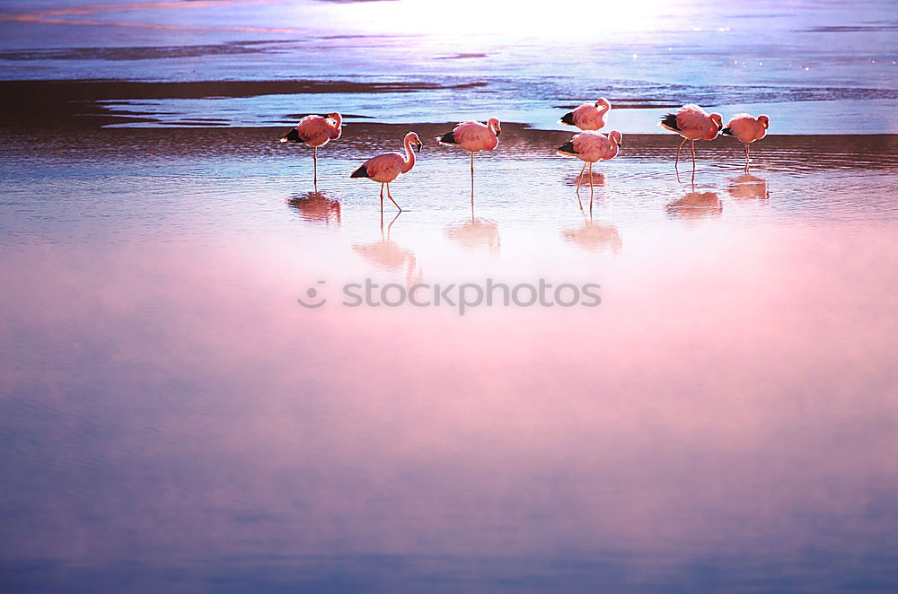 Similar – flamingos Lake Lake Nakuru