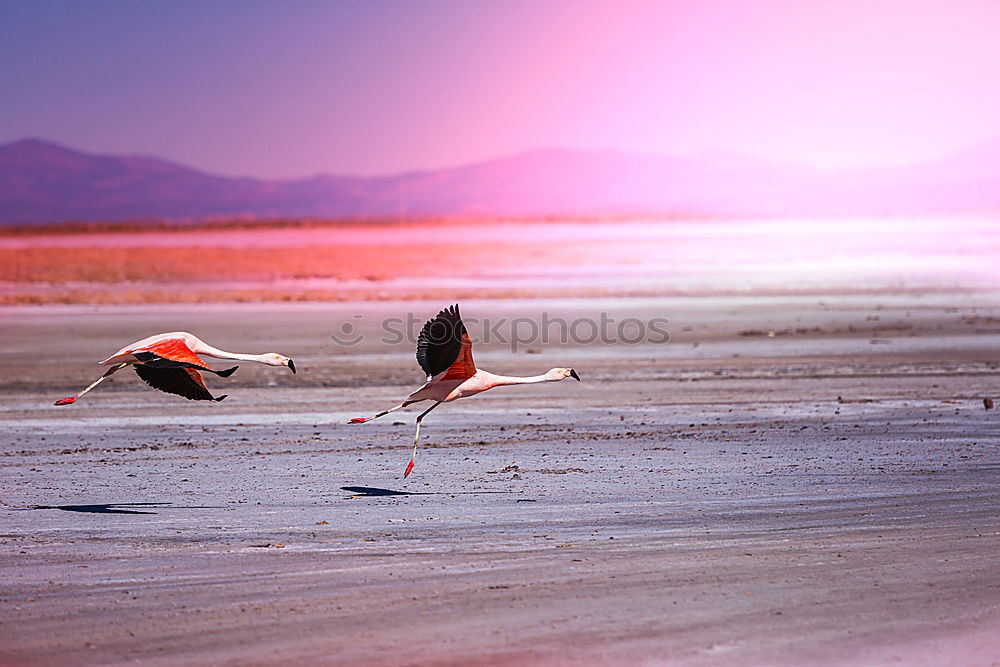 Similar – Foto Bild Flamingos in Anden