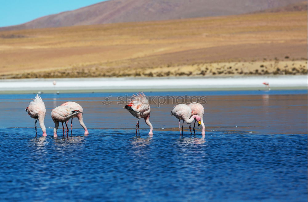 Similar – Guanaco Herd Animal