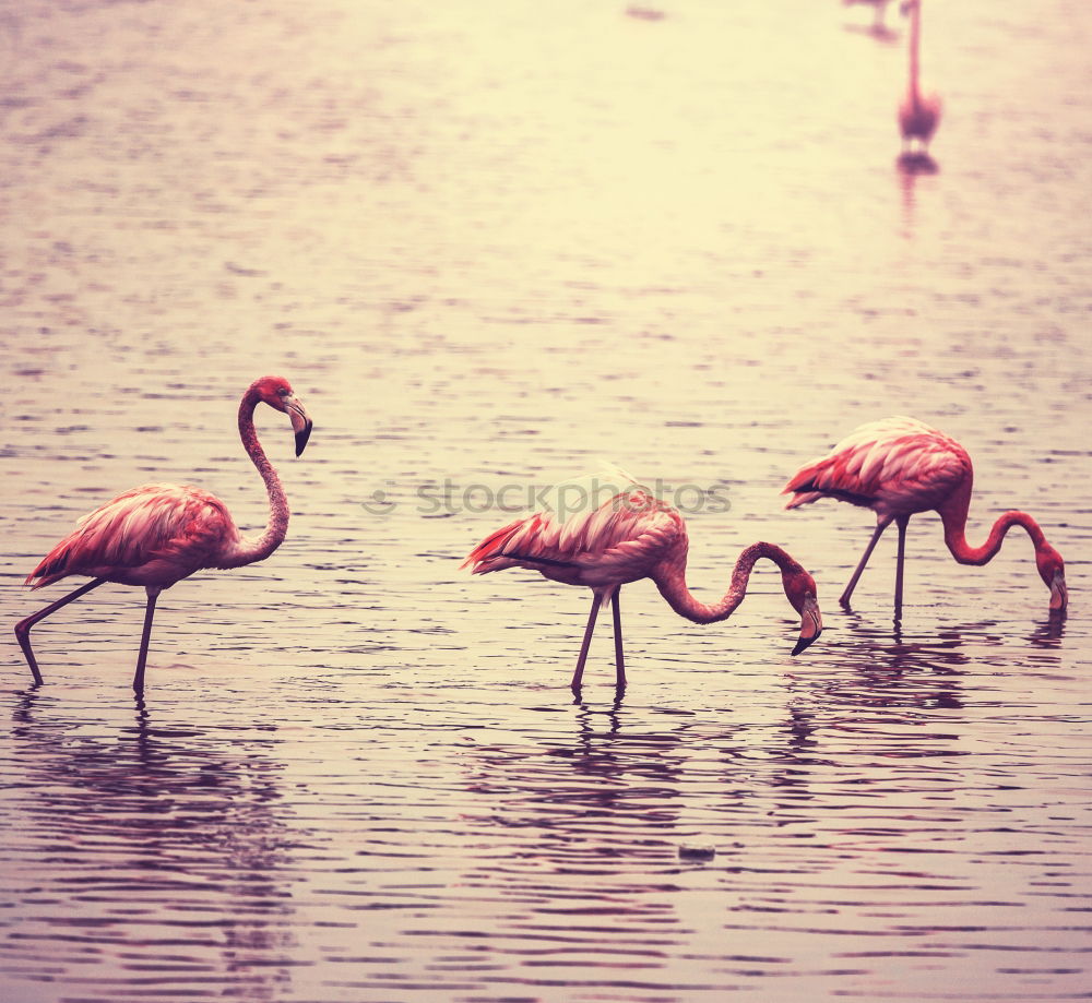 Similar – Image, Stock Photo 2 flamingos striding along the shore of a lake