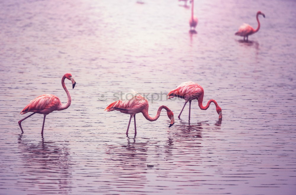 Similar – Image, Stock Photo 2 flamingos striding along the shore of a lake