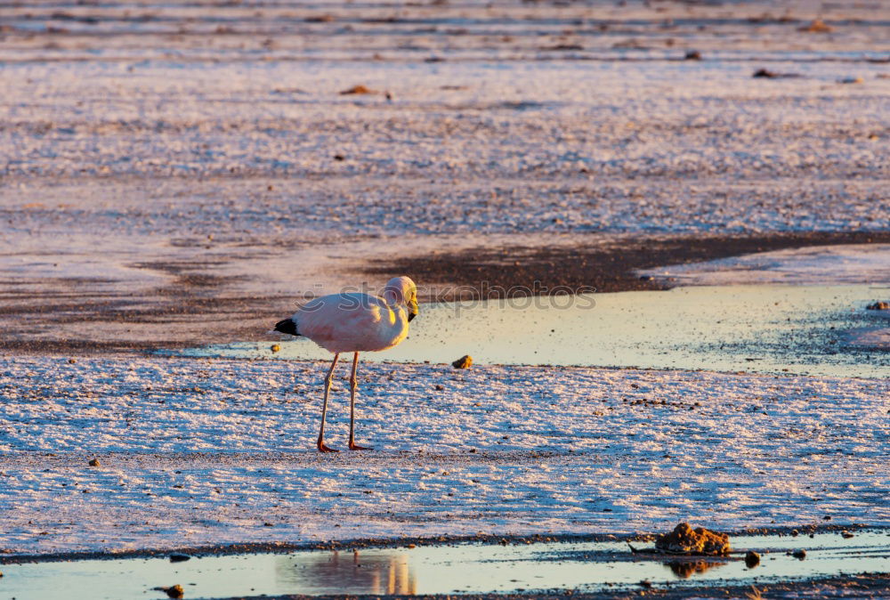 Similar – Island Umwelt Natur Tier