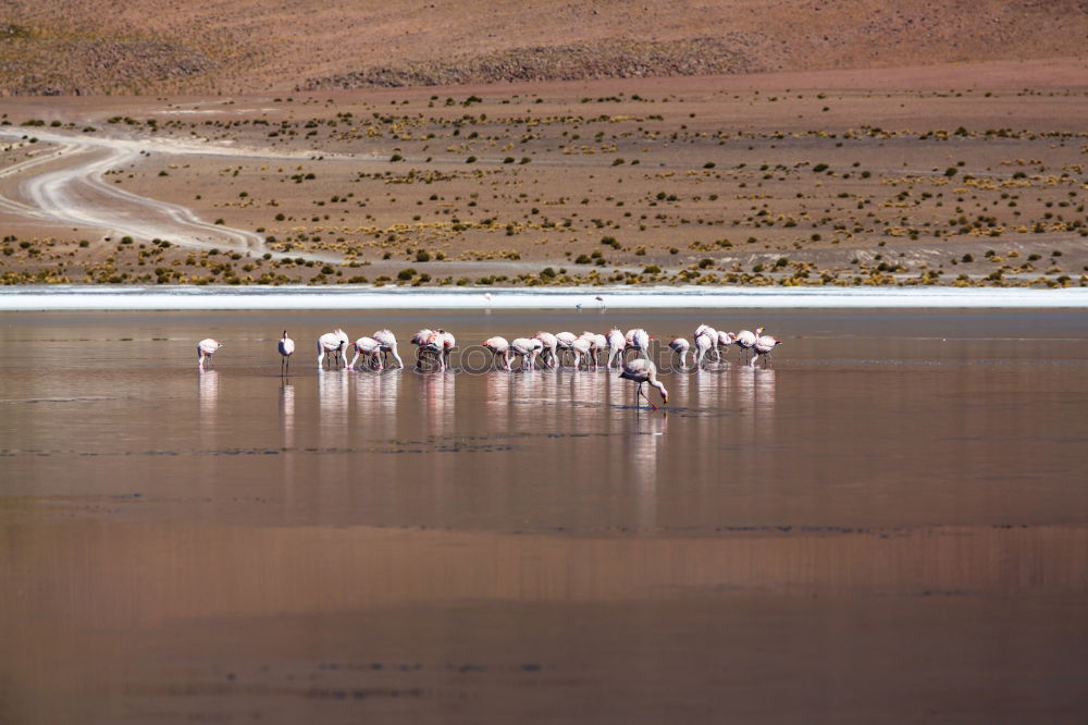 Similar – Guanaco Herd Animal