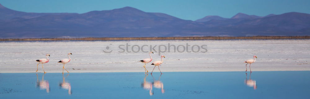 Similar – flamingos Lake Lake Nakuru