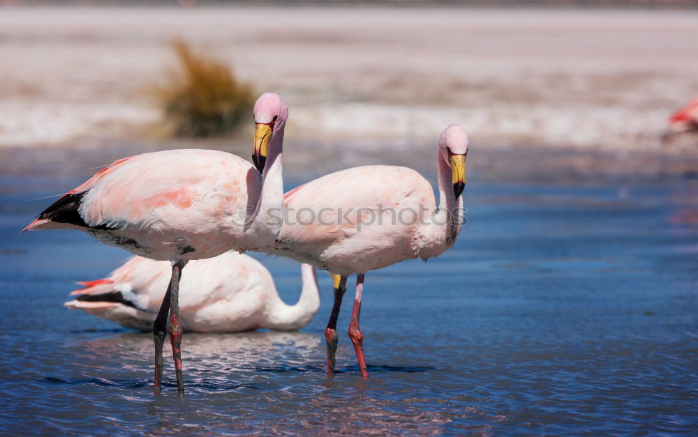 Similar – Flamingo with spread wings