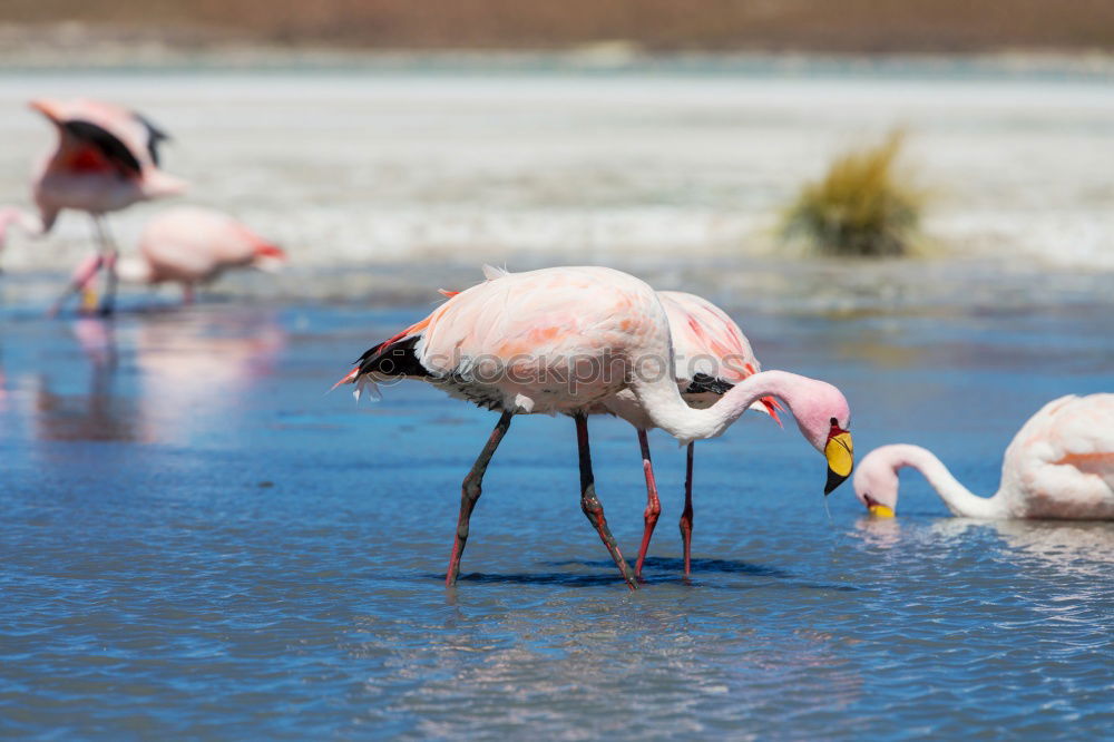 Similar – Flamingo with spread wings