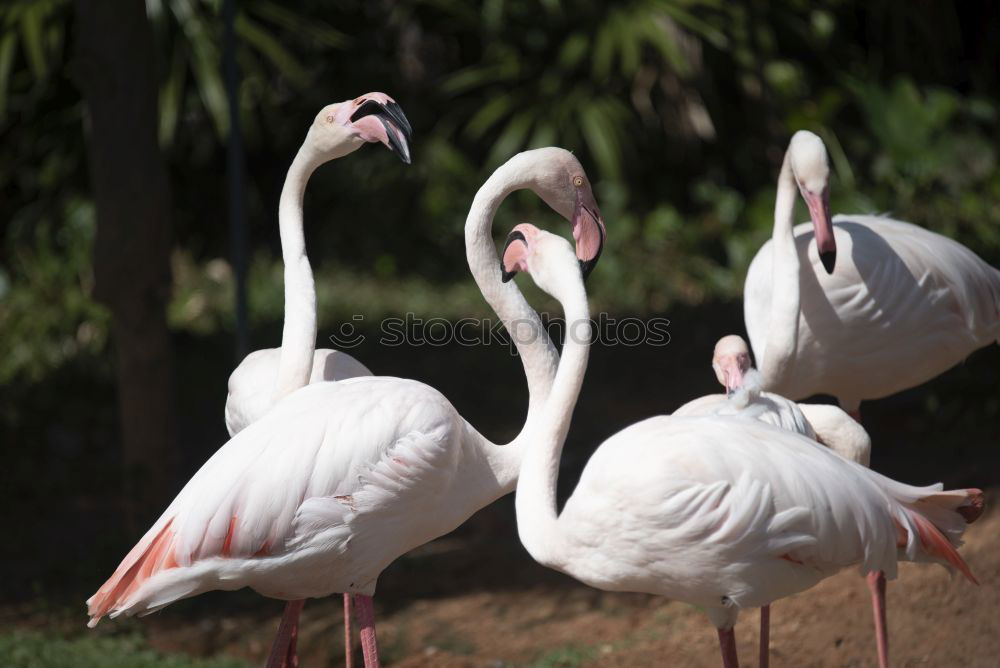 Similar – Flamingo sleeps Nature