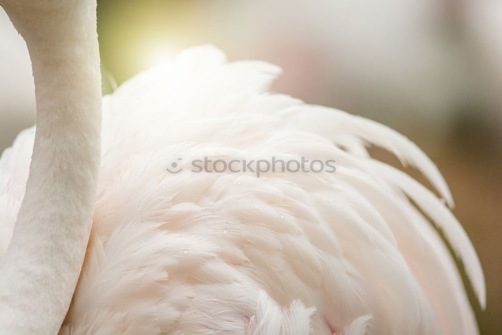 Similar – albino Animal Bird 1