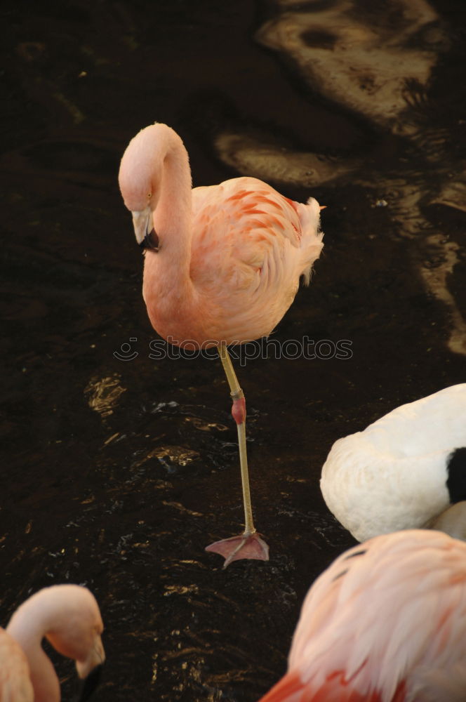 Similar – Flamingo sleeps Nature