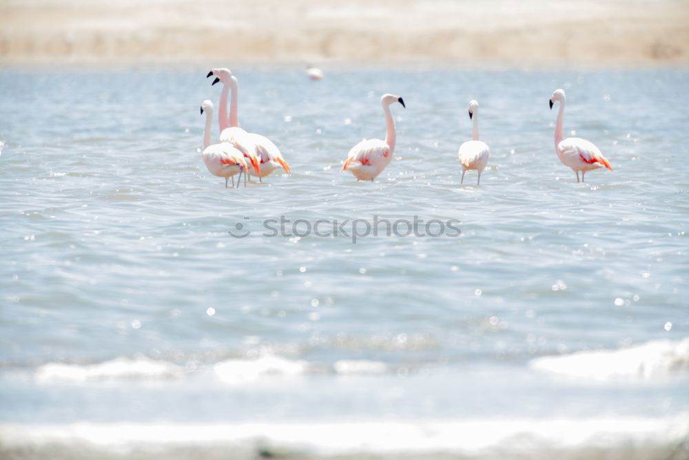 Similar – flamingos Flamingo France