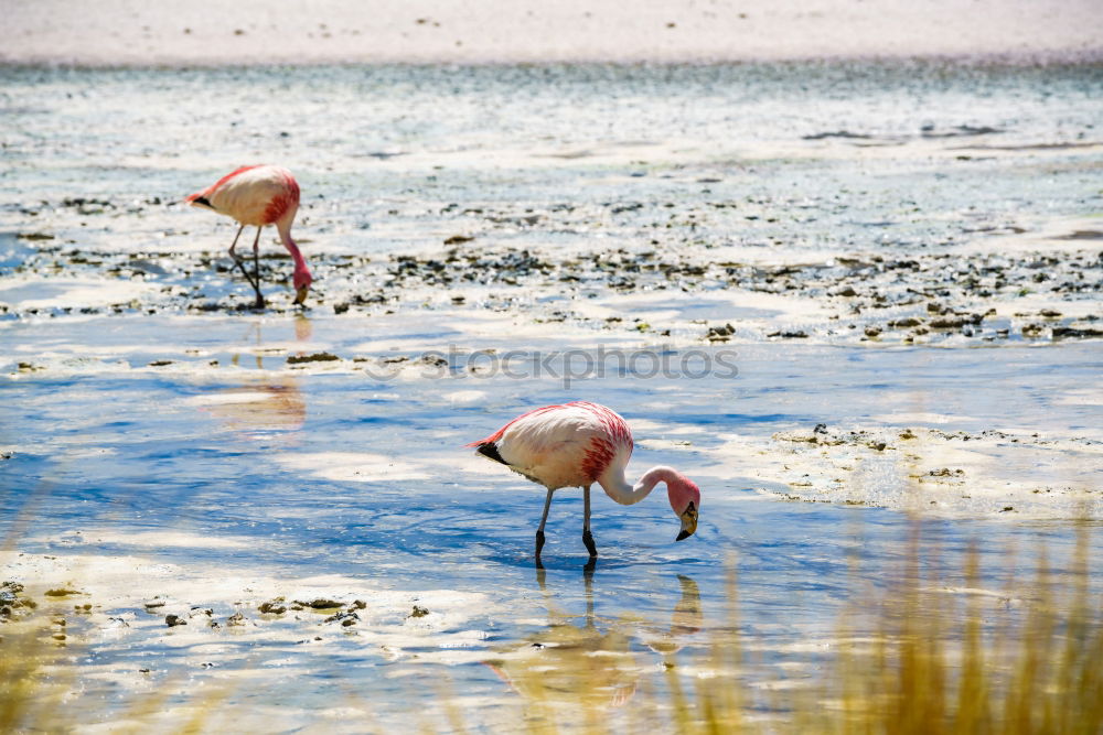 Image, Stock Photo flamingo march