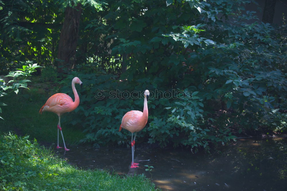 Similar – schwäne am abend Schwan