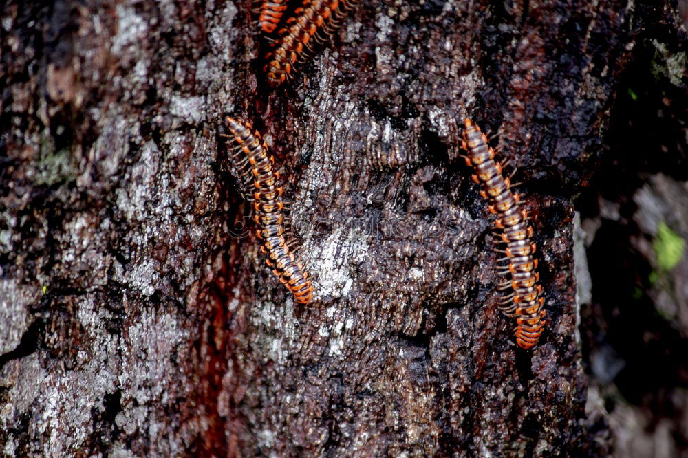 Similar – A group of firebugs Nature