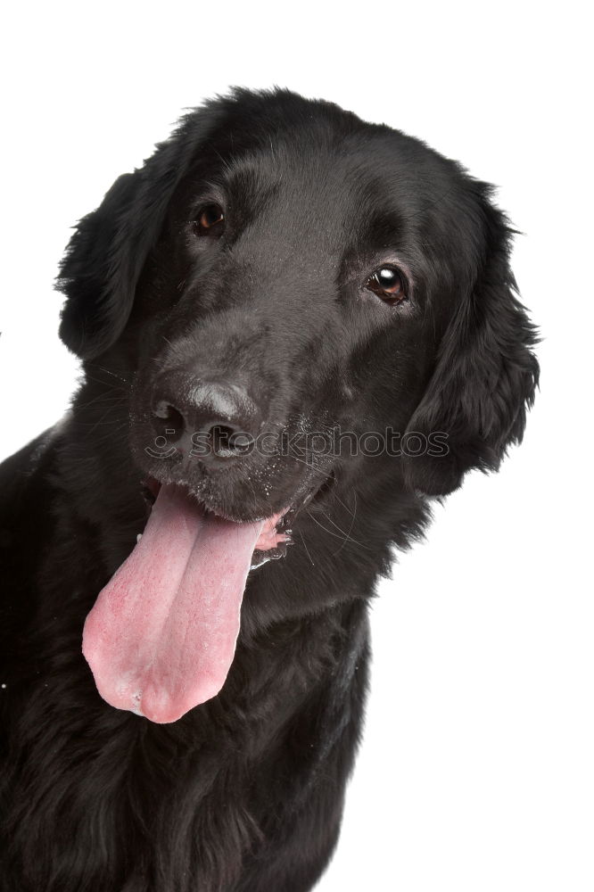 Similar – Image, Stock Photo portrait outdoors of a beautiful black labrador