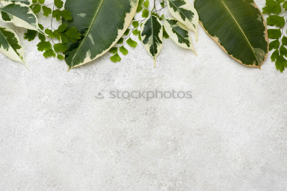 Image, Stock Photo Nature background with green leaves