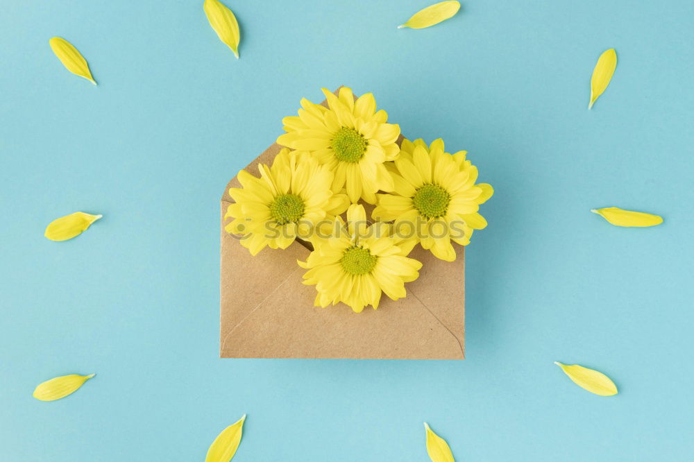 Similar – Image, Stock Photo Yellow pink roses with leaves on light blue background