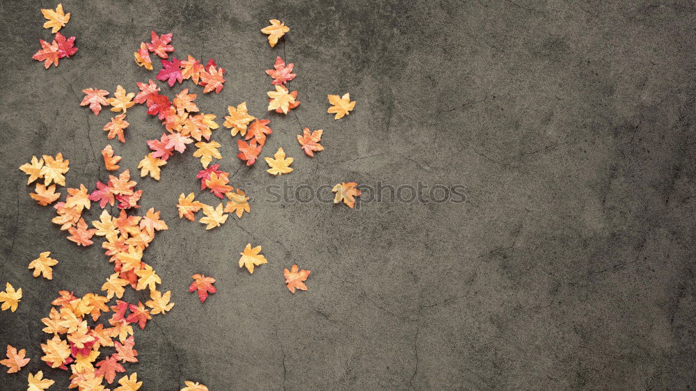 Similar – Image, Stock Photo autumn Footwear Blue Green