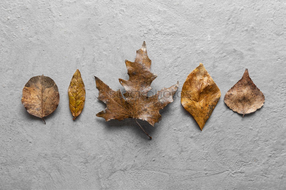 Similar – a paper picture with a rippled edge from the 1960s with a toddler in a pram lies on a wooden board next to leaves