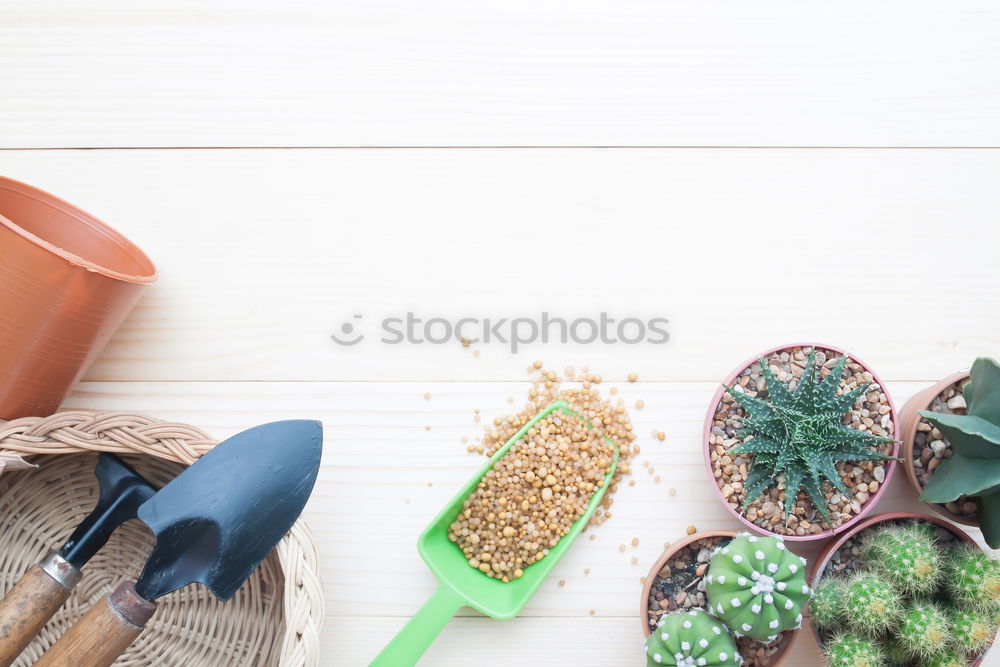 Similar – Image, Stock Photo Woman’s hands transplanting plant.