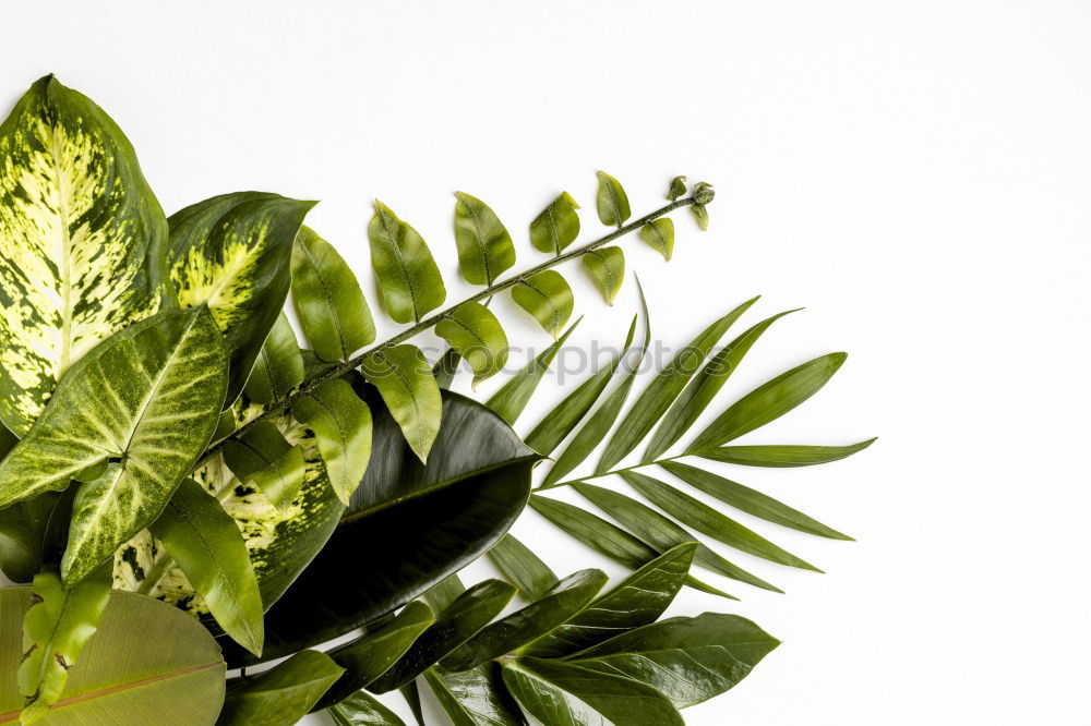 Similar – Image, Stock Photo HuiPuh the herb ghost