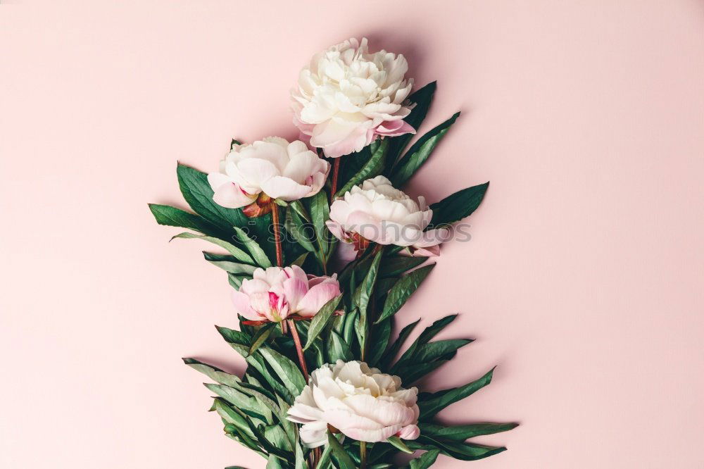 Similar – Image, Stock Photo Packing the bouquet, step by step 2