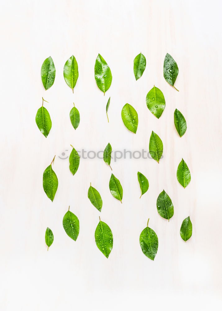 Image, Stock Photo Green leaves with drops of water on a white wooden background