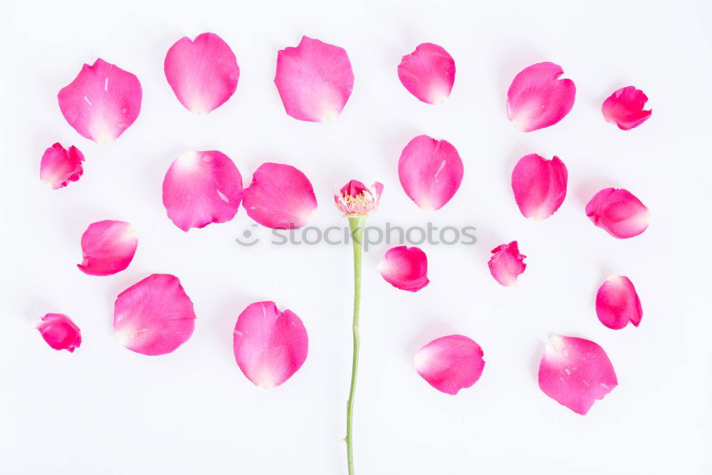 Similar – Image, Stock Photo Fresh garlic on a light pink background