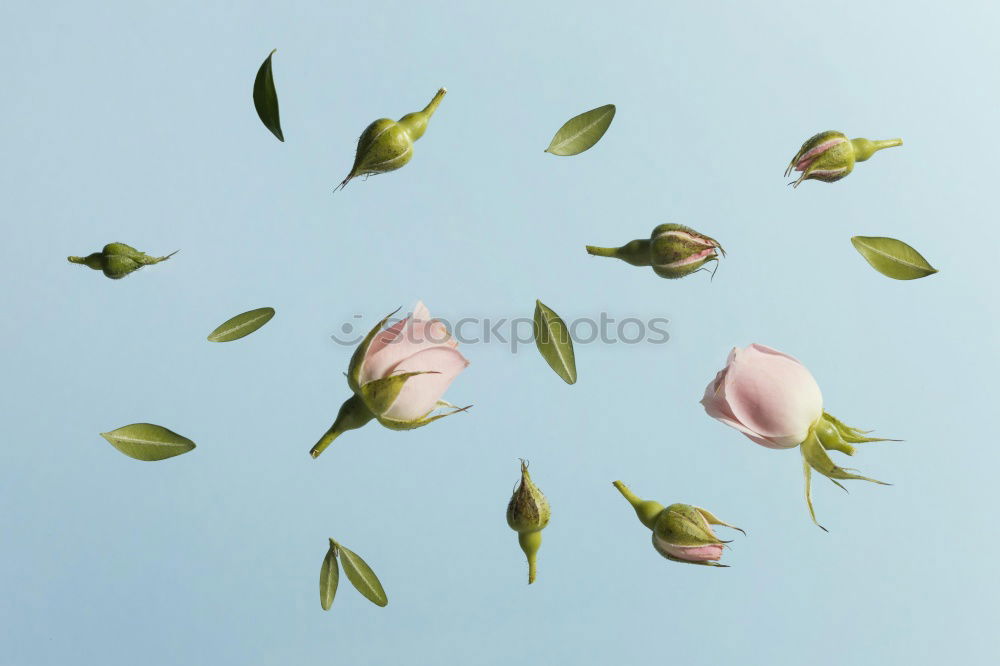 Similar – Pink Roses Blue Sky Plant