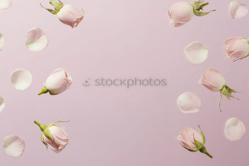 Similar – Image, Stock Photo Fresh garlic on a light pink background